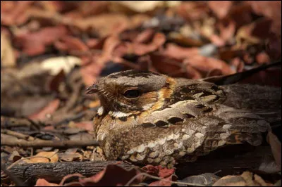 Il est fort possible qu'il y ait un animal, si oui lequel ?