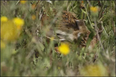 Trouvez le nom de l'animal camouflé sur cette photo !