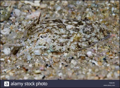 Découvrez le nom de l'animal caché sur la photo !