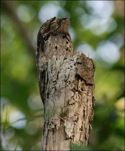 Que voyez-vous sur cette photo ?