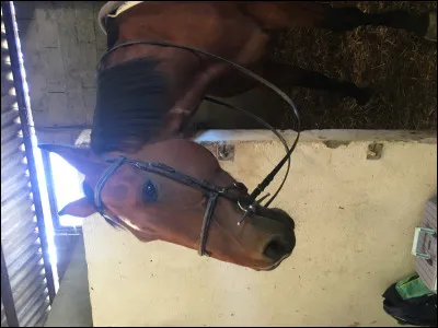 Comment sappelle cette muserolle ?