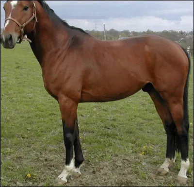 Comment sappelle cette robe ?