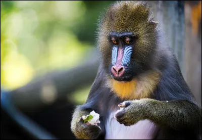 Quelle race de singe apercevons-nous ici ?