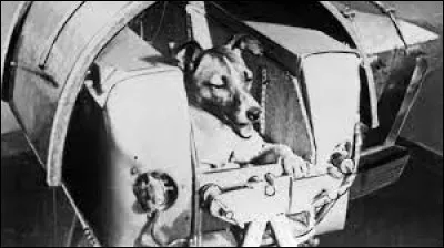 Comment s'appelait le premier être vivant mis en orbite autour de la Terre à bord de l'engin spatial "Spoutnik 2" ?