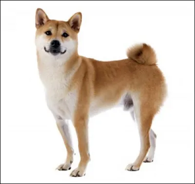 Quel est l'âge du Shiba Inu le plus vieux du monde ?