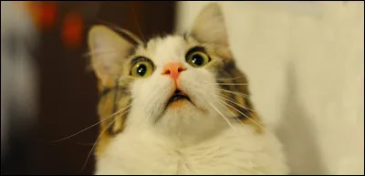 Creme Puff était la plus vieille chatte du monde, elle est née en 1967. En quelle année est-elle décédée ?