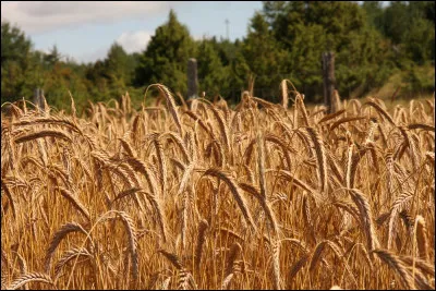 Quel poète français du XIXe est l'auteur de ces vers : 
"Par les soirs bleus d'été, j'irai dans les sentiers,
Picoté par les blés, fouler l'herbe menue : 
Rêveur, j'en sentirai la fraîcheur à mes pieds.
Je laisserai le vent baigner ma tête nue." ?