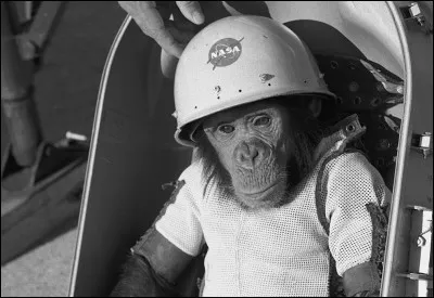 Ce chimpanzé était le premier à aller dans lespace.