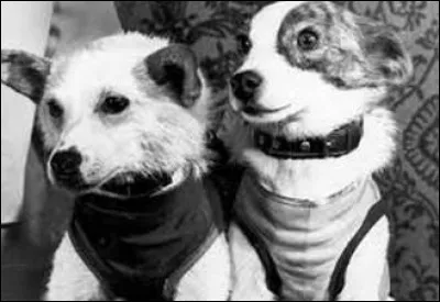 Ces chiens russes deviennent les premiers survivants dun vol suborbital.