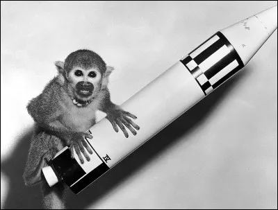 Ce singe-écureuil a aussi effectué un vol suborbital mais son compagnon, Able est mort peu après.
