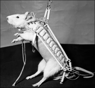 Ce rat est le premier astronaute français. Une statue a été réalisée en son honneur.