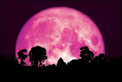 À qui doit-on la ballade "Harvest Moon" ?