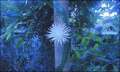 Quelle chanteuse française a interprété le titre "Fleur de lune" ?