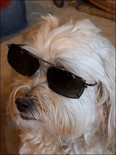 Quelle race de chien es-tu ?