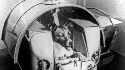 Bien avant cela, les Russes ont envoyé un animal dans l'espace en novembre 1957 à bord de Spoutnik 2. Quel était le prénom de cette chienne ?