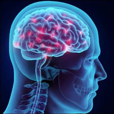 Combien y a-t-il environ de neurones dans un cerveau humain ?