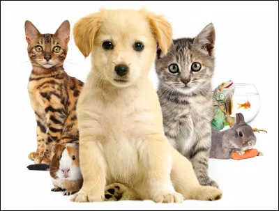 Quels animaux ne volent pas  ?