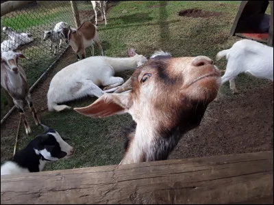 Ton animal préféré est :
