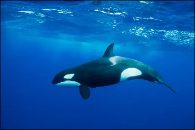 Quel est cet animal marin ?