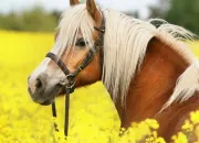 Quiz Les races de chevaux