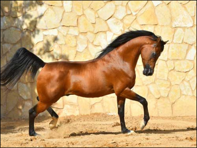 Quelle est cette race de cheval ? Magnifique !