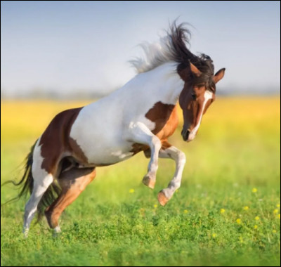 Quelle est cette race de cheval ?