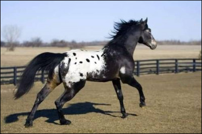 Quelle est cette race de cheval ?