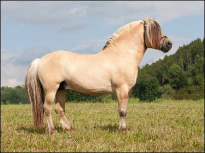 Quelle est cette race de cheval ?