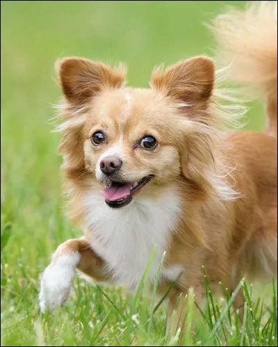 Quelle race de chien correspond à l'image ?