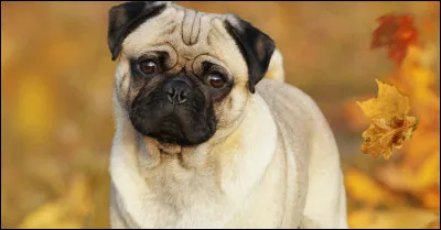 Quelle race de chien correspond à l'image ?