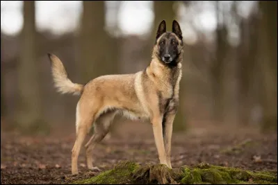 Quelle race de chien correspond à l'image ?