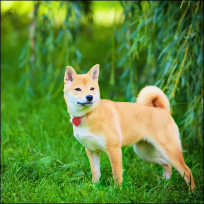 Quelle race de chien correspond à l'image ?