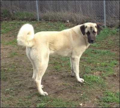 Quelle race de chien correspond à l'image ?
