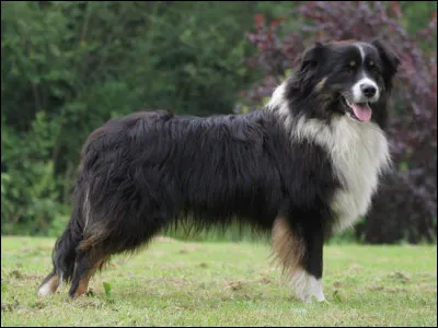 Quelle race de chien correspond à l'image ?