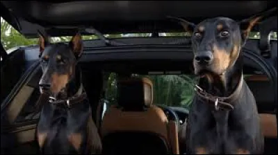 Comment s'appellent les deux dobermans ?