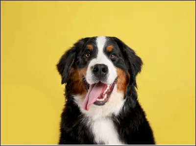 Tu vois un chien errant.