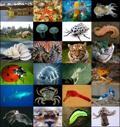 Quel est ton animal préféré ?