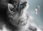 Quiz Votre arbre  chats !