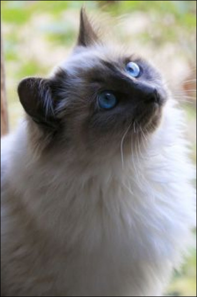 Quelle est la période de gestation pour les chattes ?