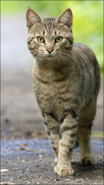 Quelle est la vitesse maximale d'un chat adulte ?