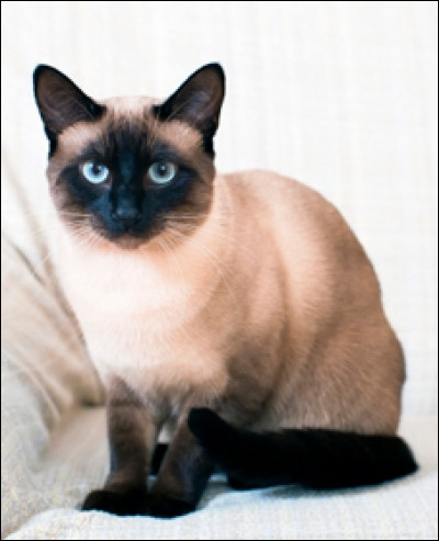 Les premiers siamois sont arrivés en Grande-Bretagne au milieu du XIXᵉ siècle.