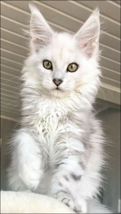 Le maine-coon est un croisement entre...
