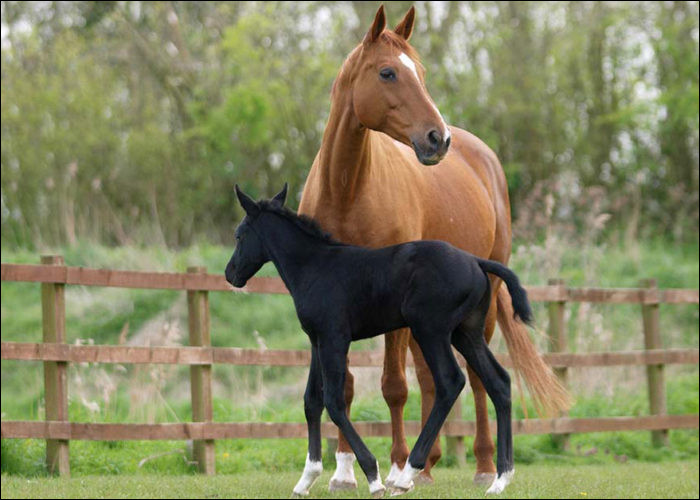 Un cheval adulte peut peser jusqu'à 1 000 kg.