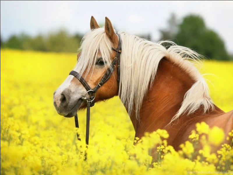 Quelle est la race de cheval la plus sociable ?