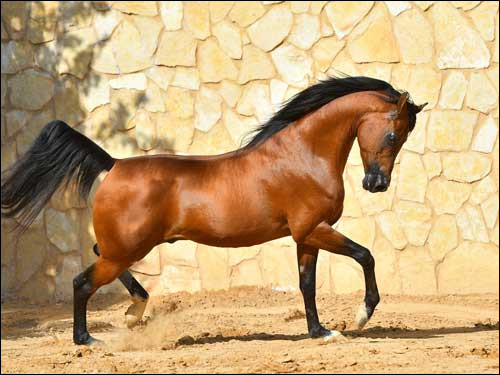 Le pur-sang arabe est le cheval le plus connu du monde.