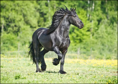 Quelle est l'espérance de vie d'un cheval ?