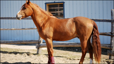 Quelle race de cheval a été nommée la plus belle du monde ?