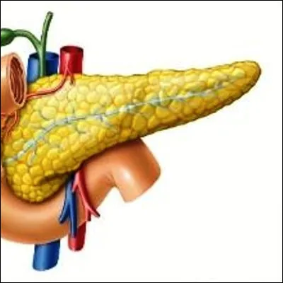 Quelle hormone s&eacute;cr&eacute;t&eacute;e par le pancr&eacute;as favorise l�absorption du glucose par les cellules ?