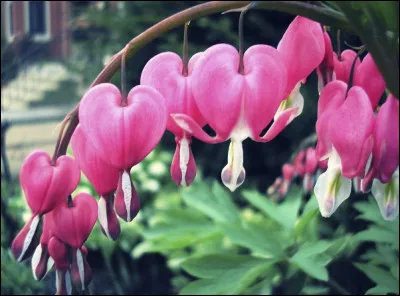Quelle est cette plante vivace qui donne des fleurs en forme de petits coeurs ?