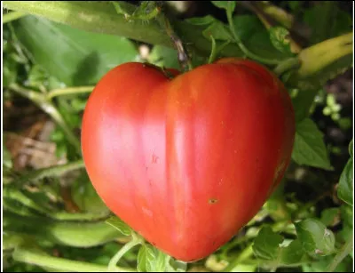 Quelle est cette variété de grosse tomate en forme de coeur d'origine italienne ?